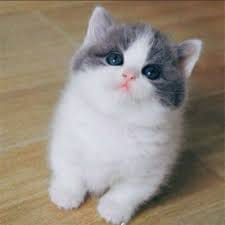 حمزہ علی avatar